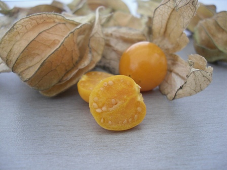 Machovka Peruánska (physalis) - kalich