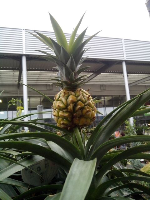 Sadenie Ananasu