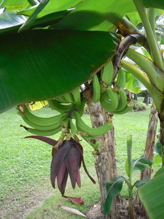 Banánovník - Dominikánska Republika