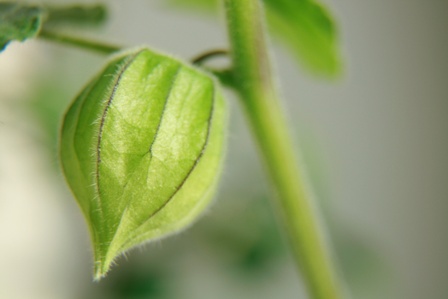 Machovka Peruánska (physalis) - kalich