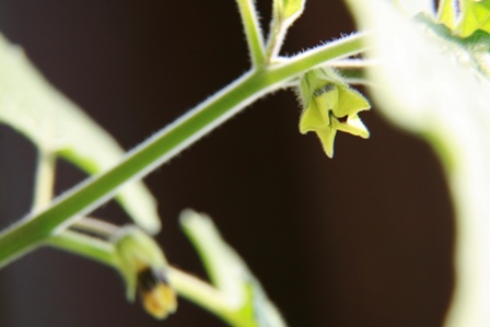 Machovka Peruánska (physalis) - kvet