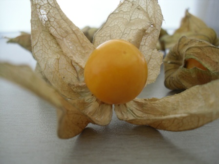 Machovka Peruánska (physalis) - kalich