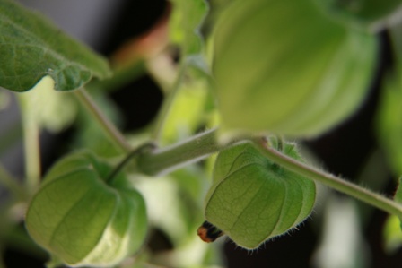 Machovka Peruánska (physalis) - kalich