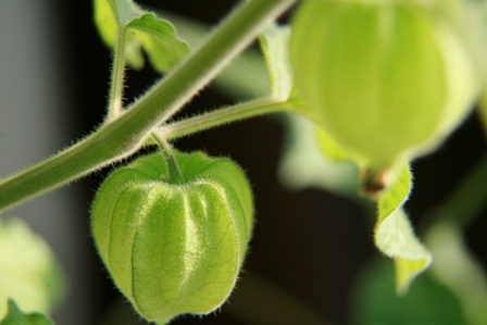 Machovka Peruánska (physalis) - kalich