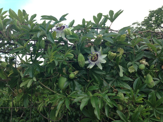 Passiflora edulis