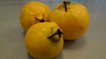 Psidium cattleianum