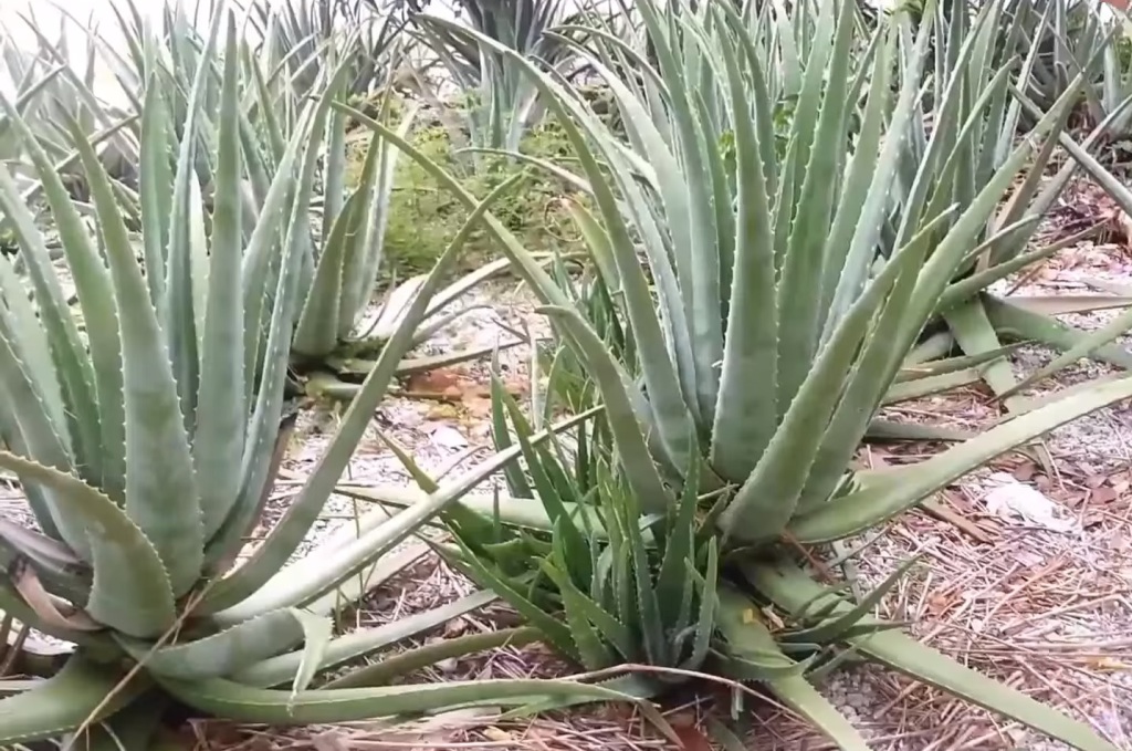 Aloe vera - pravá aloe