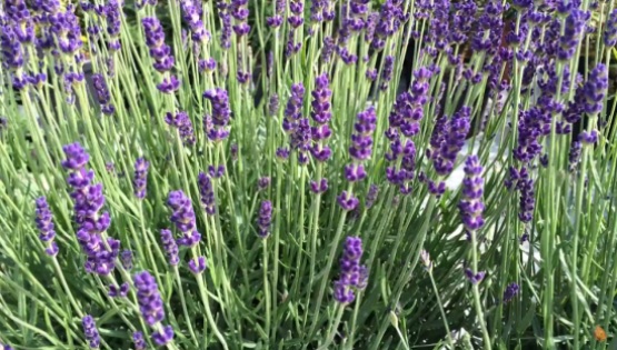 levandula