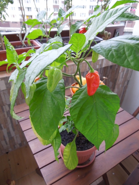 Plodiaca paprička Bhut Jolokia