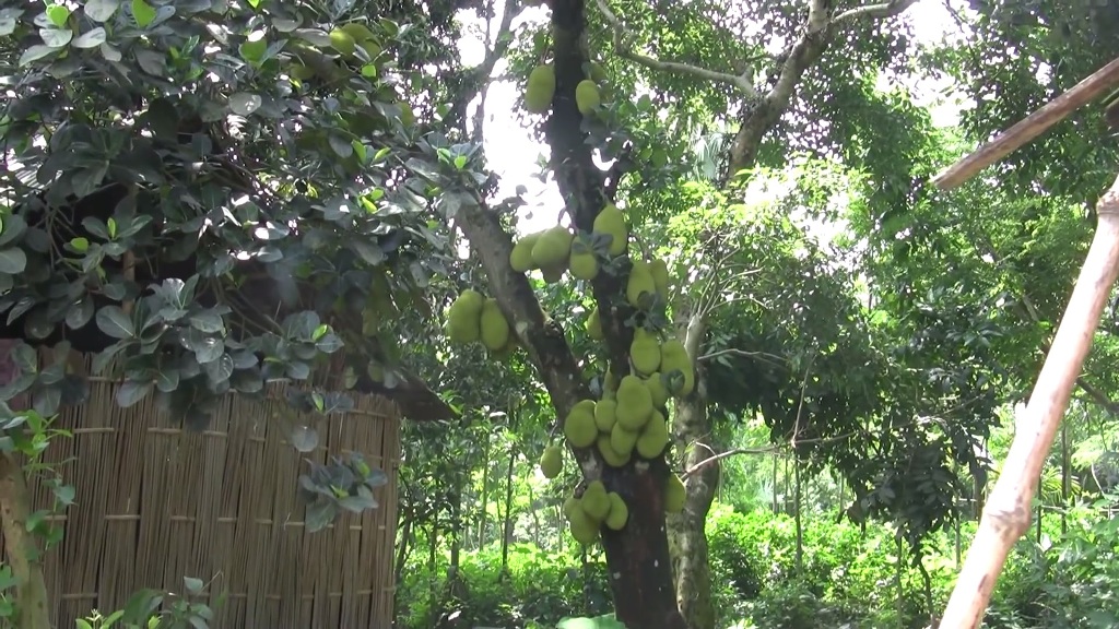 Jackfruit