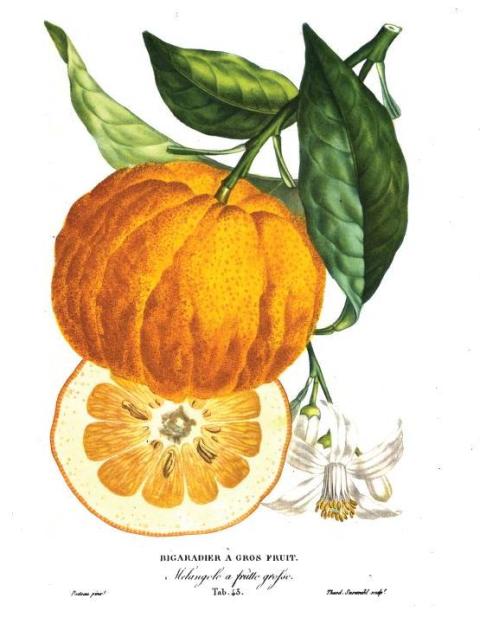 Citrus aurantium