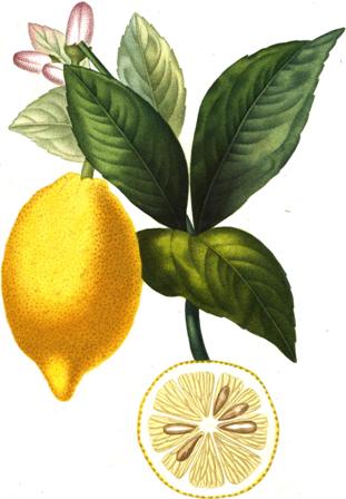 Citrus limon