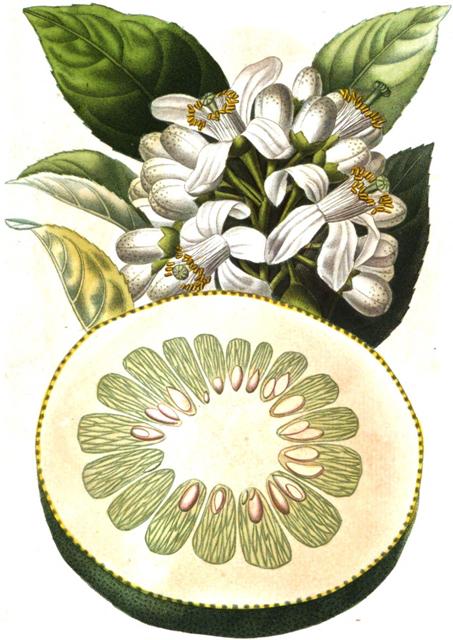 Citrus maxima
