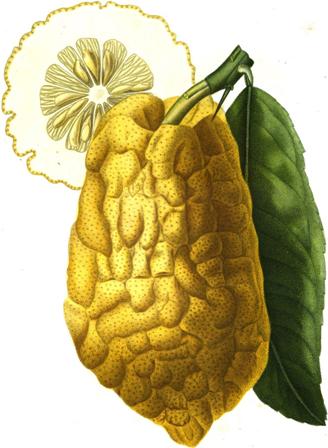 Citrus medica