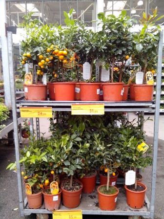 Citrusy v predajni
