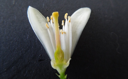 Morfológia citrusového kvet