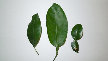 Citrusový list