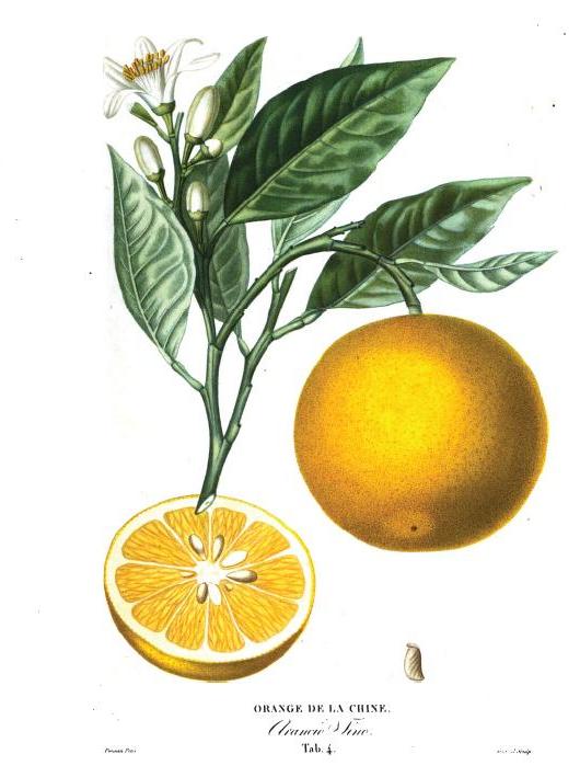 Citrus sinensis