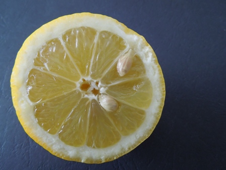 Morfológia citrusového plody