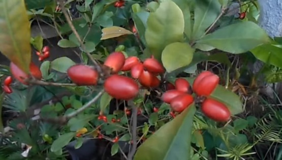 Synsepalum