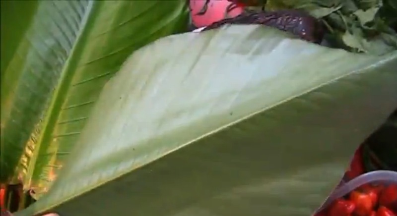 Thaumatococcus daniellii