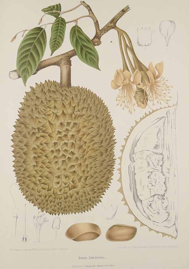 Durian