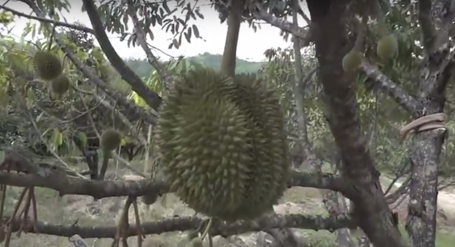 Durian