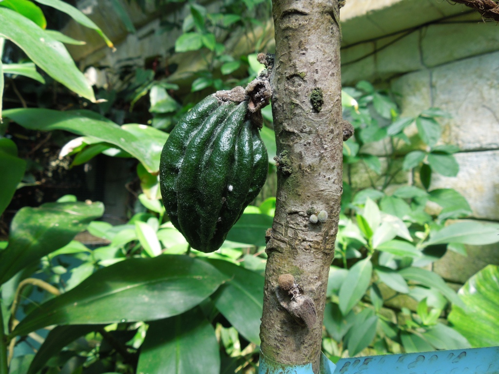 Kakaový lusk na strome