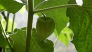 Physalis