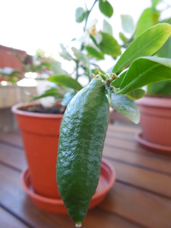 Microcitrus