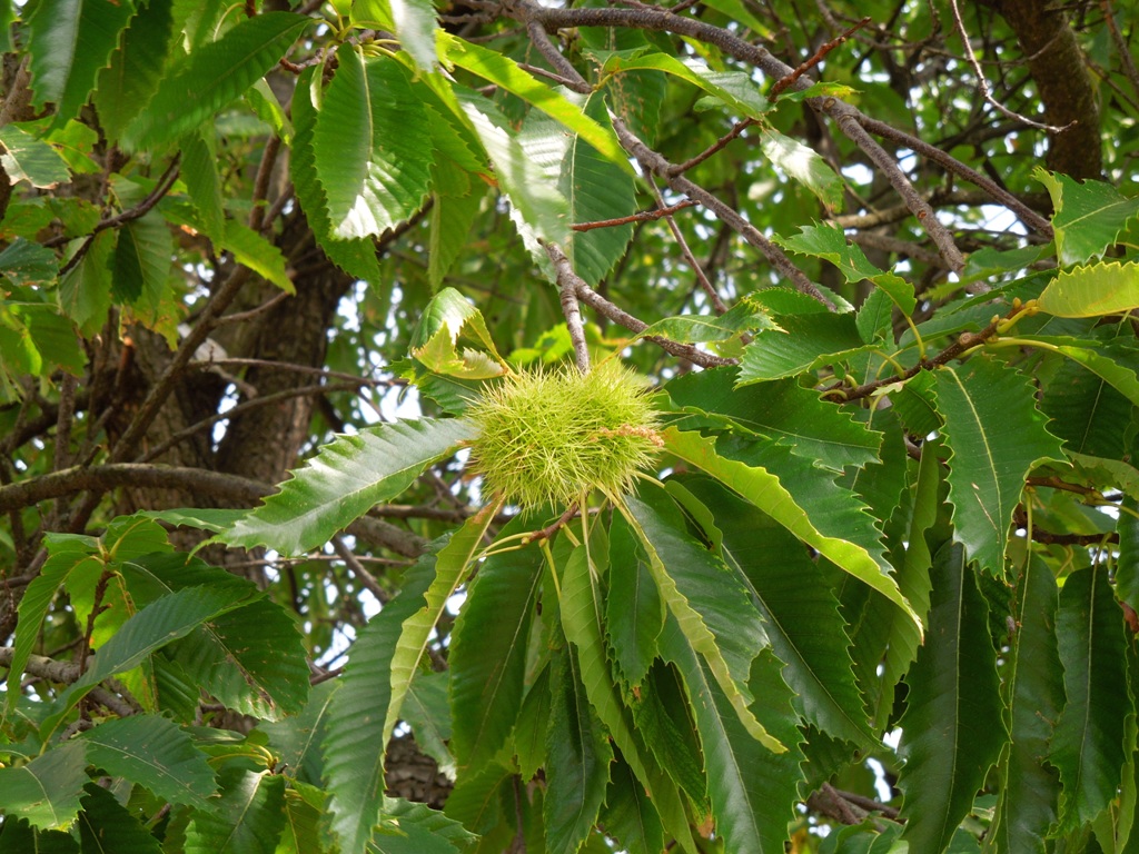 Plod gaštan jedlý na strome