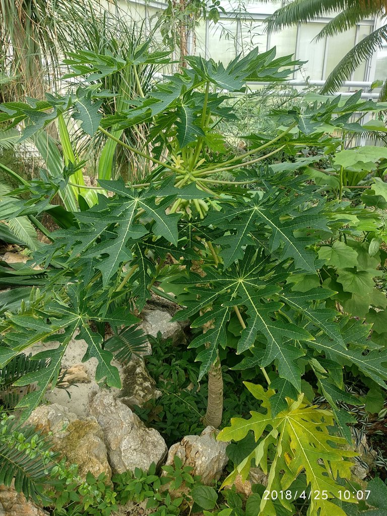 Papája rastlina