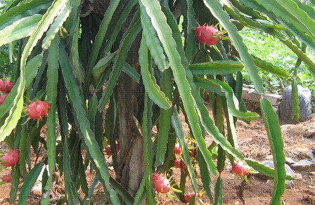 Pitahaya