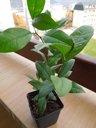 Citrus × limonia, Rangpur
