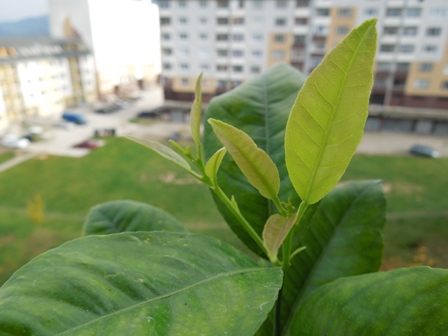 Citrus × limonia, Rangpur