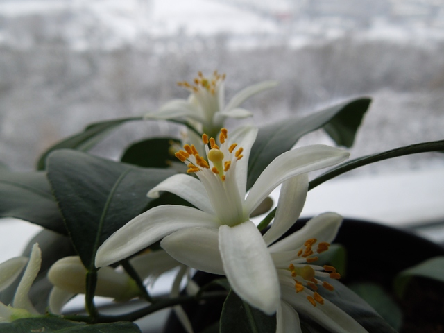 Citrus × limonia, Rangpur