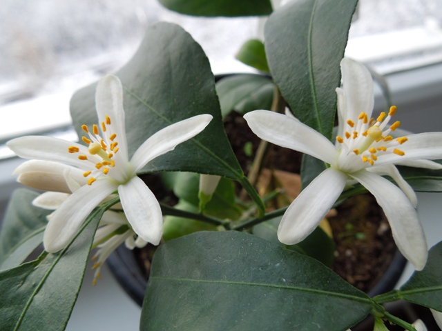 Citrus × limonia, Rangpur