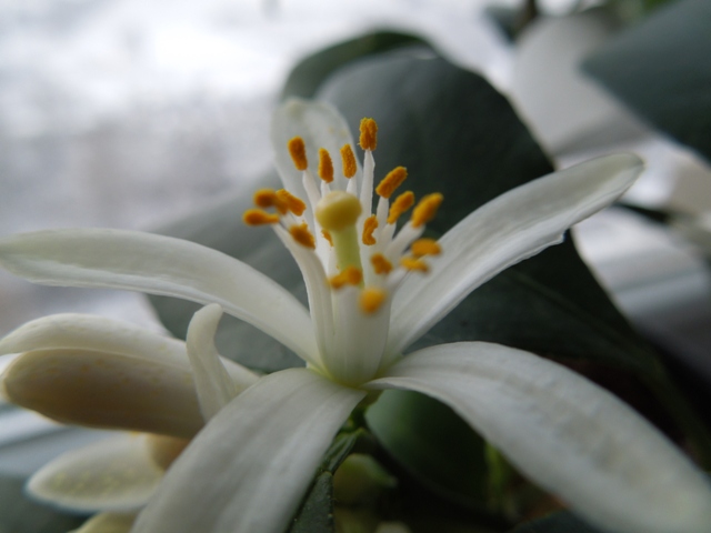 Citrus × limonia, Rangpur
