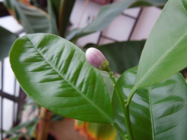 Citrus × limonia, Rangpur