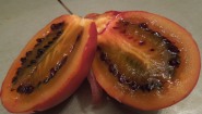 Tamarillo