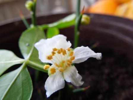 Citrus trifoliata