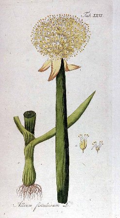 zimna cibula